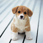  Cute Little Puppies Wallpapers   -  