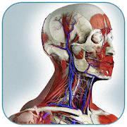 Программа Нормальная анатомия человека на Андроид - Обновленная версия