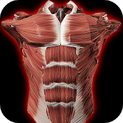Программа мышечная система в 3D (анатомия) на Андроид - Полная версия