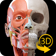 Программа Мышцы | Скелет - 3D Атлас анатомии на Андроид - Открыто все