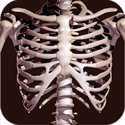 Программа Osseous System 3D (анатомия) на Андроид - Полная версия