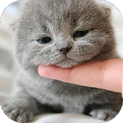 Программа Cute Cat Wallpaper HD на Андроид - Полная версия