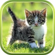 Программа Кот Живые Обои на Андроид - Обновленная версия