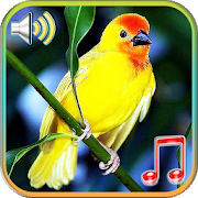 Программа Птицы звучат мелодии и обои на Андроид - Обновленная версия