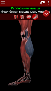 Программа мышечная система в 3D (анатомия) на Андроид - Полная версия