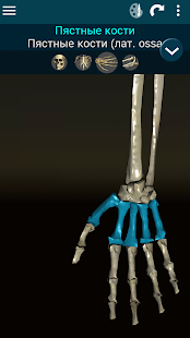 Программа Osseous System 3D (анатомия) на Андроид - Полная версия