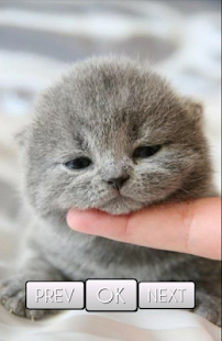 Программа Cute Cat Wallpaper HD на Андроид - Полная версия