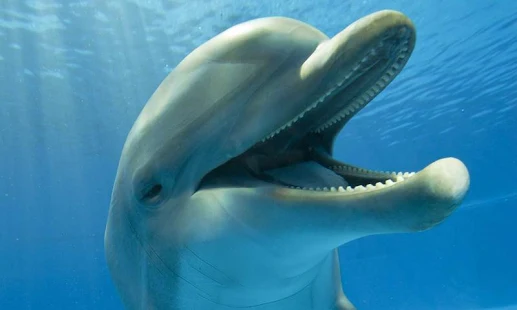 Программа Дельфины живые обои на Андроид - Новый APK