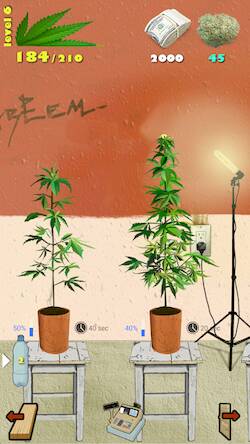  Weed Firm: RePlanted   -  